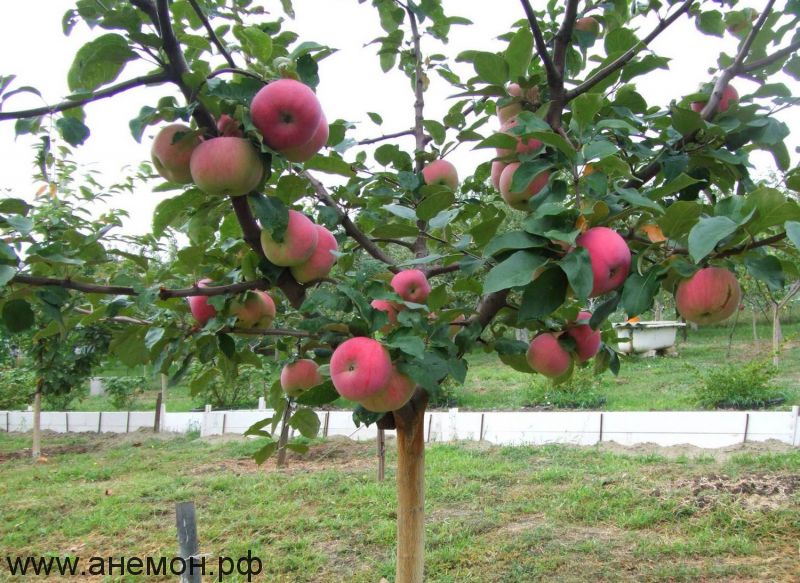 Яблоня плодоносящая на штамбе