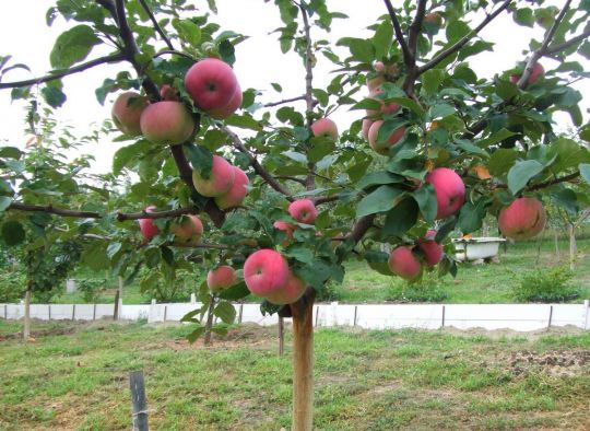 Яблоня плодоносящая на штамбе