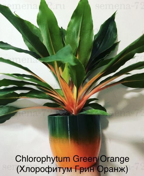 Chlorophytum Green Orange (Хлорофитум Грин Оранж)