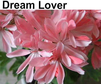 Пеларгония зональная карликовая формозум Dream Lover