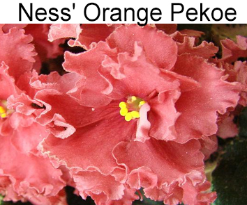 Ness Orange Pekoe (D. Ness)