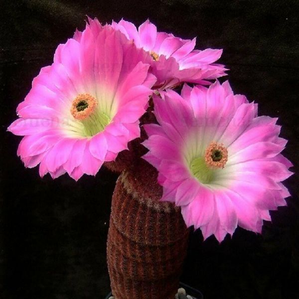 Эхиноцереус жестчайший Echinocereus rigidissimus