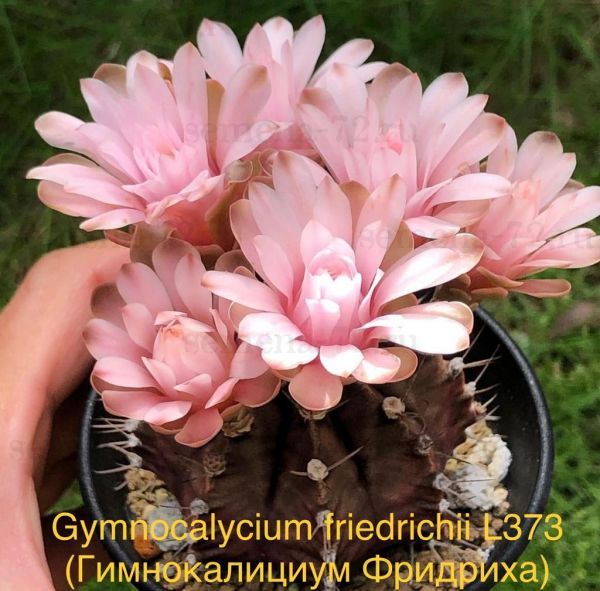 Gymnocalycium friedrichii L373 (Гимнокалициум Фридриха)
