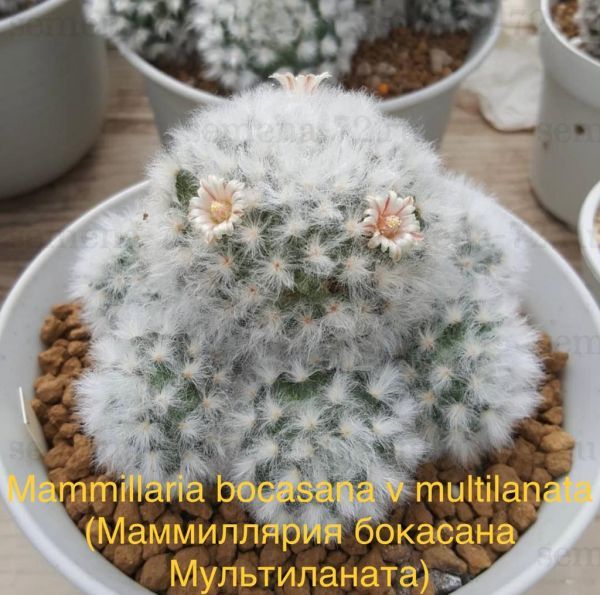 Mammillaria bocasana v multilanata (Маммиллярия бокасана Мультиланата)