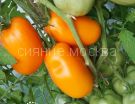 Tomat-Minusinskie-Stakany-Oranzhevye-10-sht-Nashsad