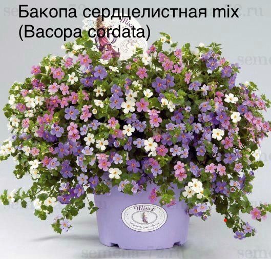 Бакопа сердцелистная mix (Bacopa cordata)