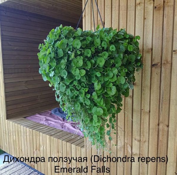 Дихондра ползучая (Dichondra repens) Emerald Falls