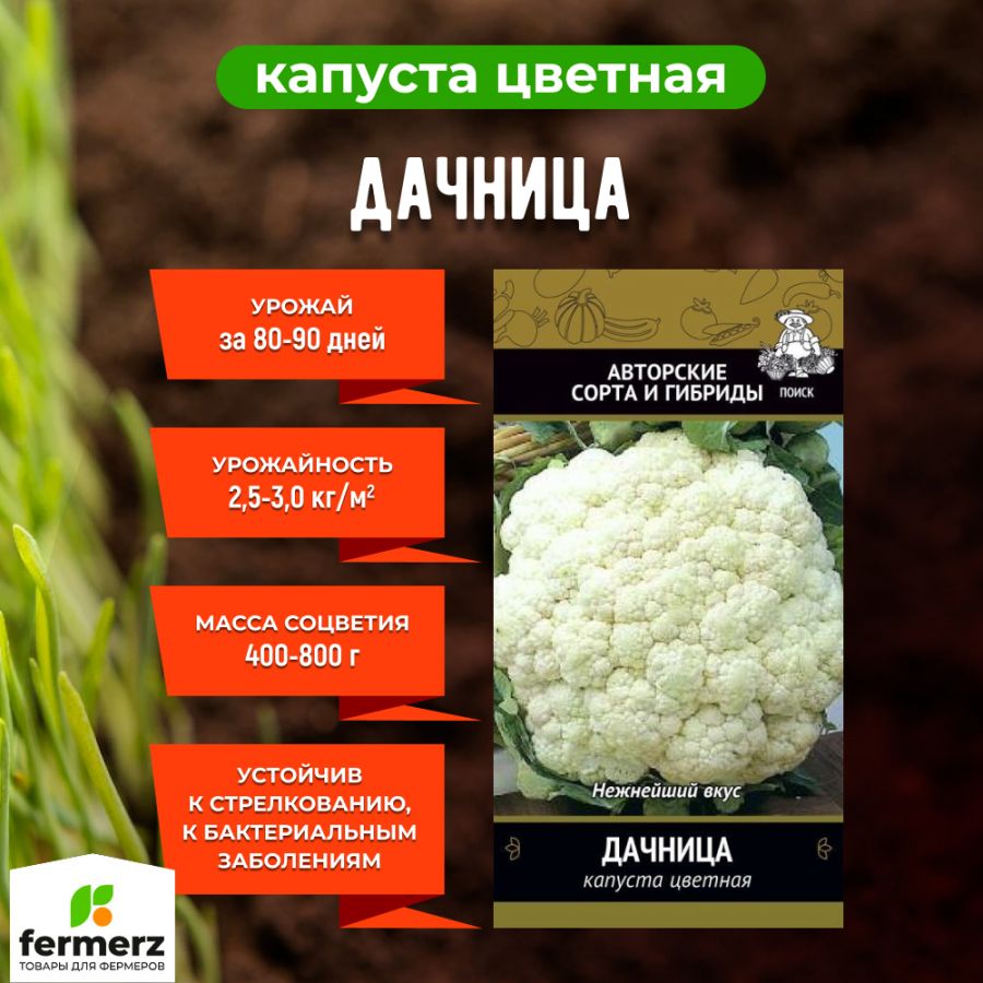 Семена Капуста цветная Дачница 0,5гр. купить за 50 рублей в  интернет-магазине fermerz.ru. Доставка по всей России. Продажа | Цена |  Отзывы