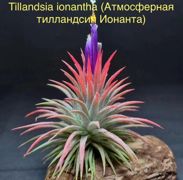 Tillandsia ionantha (Атмосферная тилландсия Ионанта)
