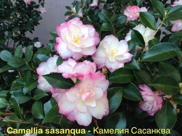 Camellia sasanqua - Камелия Сасанква