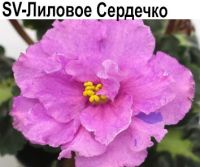 SV-Лиловое Сердечко (Суворова) герл листва