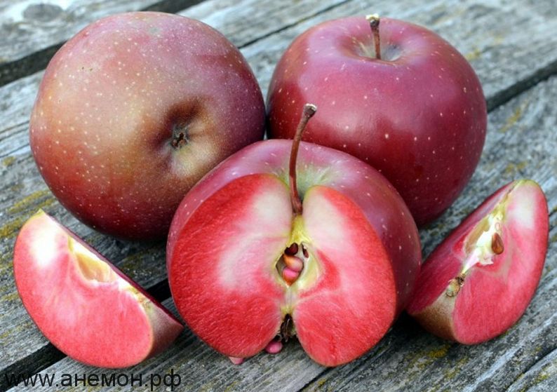 Набор №7 (3 яблони красномясые)