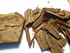 Семена табака сорта Golden Burley