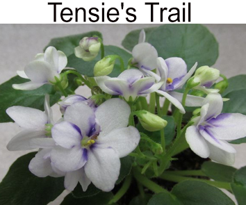 Tensie's Trail (H. Pittman) мини-трейлер