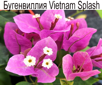 Бугенвиллия Vietnam Splash