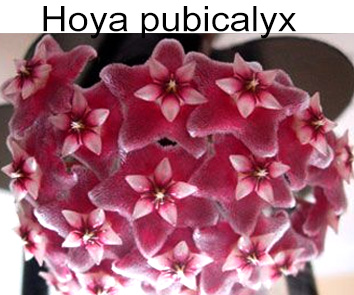 Хойя pubicalyx
