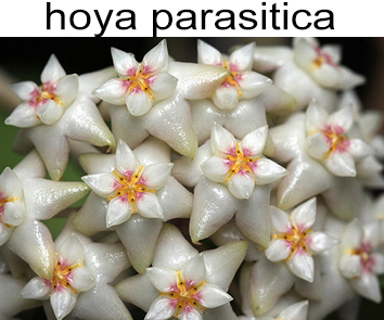 Хойя parasitica