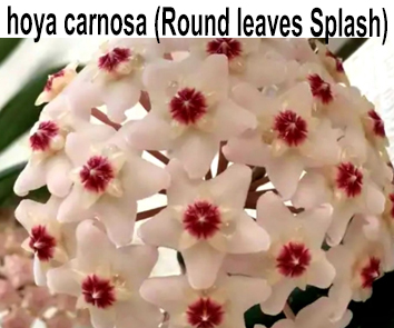 Хойя carnosa Round leaves Splash