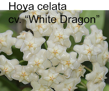 Хойя celata cv. White Dragon