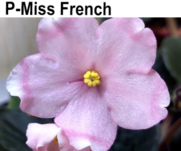 Р-Miss French