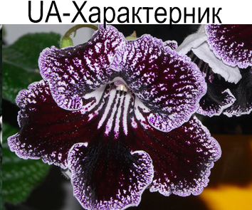 UA-Характерник (Склярова)
