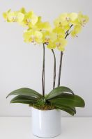 Орхидея желтая двухствольная