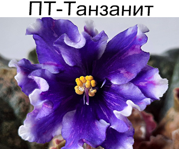 ПТ-Танзанит (Пугачева)