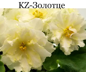 KZ-Золотце (Заикина)