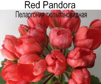 Пеларгония тюльпановидная Red Pandora
