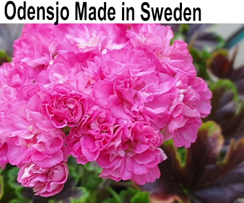 Пеларгония зональная карликовая Odensjo Made in Sweden