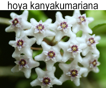 Хойя kanyakumariana
