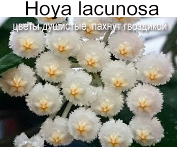 Хойя lacunosa