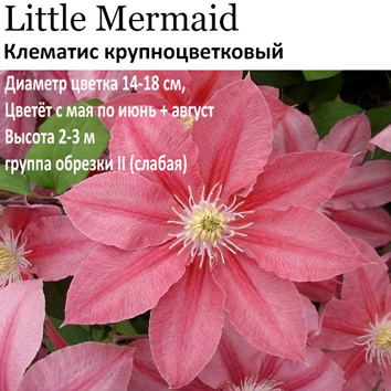 Клематис крупноцветковый Little Mermaid