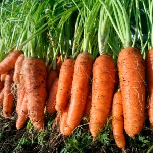 Семена Морковь Бейби F1 (А) 2 гр