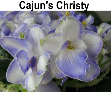 Cajun"s Christy (B.Thibodeaux)