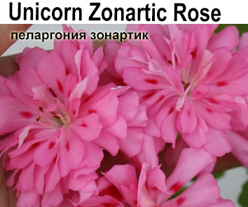 Пеларгония Unicorn Zonartic Rose (зонартик с огромными махровыми цветами)