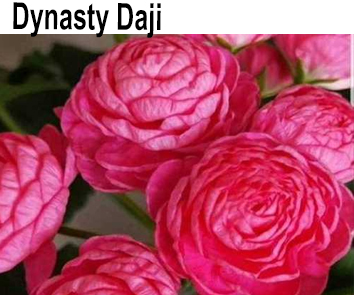 Пеларгония розебудная Dynasty Daji