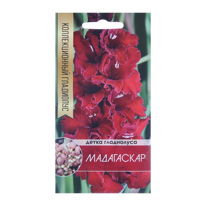 Клубнепочка гладиолуса Мадагаскар (темно-бордовый), 5 шт.