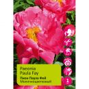 Пион молочноцветковый Паула Фэй 1шт/Paeonia Paula Fay