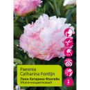 Пион молочноцветковый Катарина Фонтейн 1шт / Paeonia Catharina Fontijn