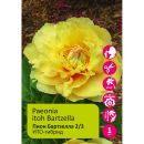 Пион ИТО-гибрид Бартзелла 1шт 2/3 /Paeonia Itoh Bartzella