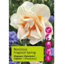 Нарциссы Фрагрант Спринг 5шт 14/16/Narcissus Fragrant Spring