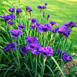 Ирис сибирский Конкорд Краш (Iris siberica Concord Crush)