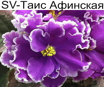 SV-Таис Афинская (Суворова С.)