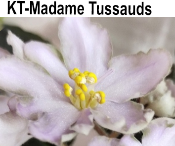 KT-Madame Tussauds  НОВИНКА