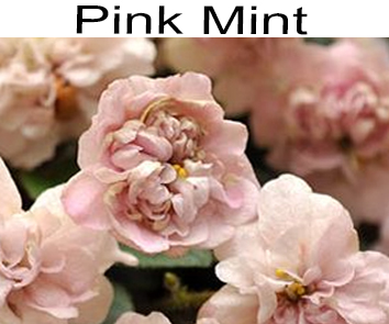 Pink Mint