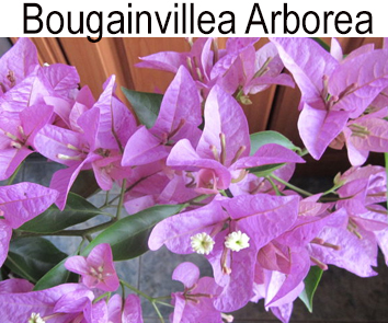 Бугенвиллия Arborea