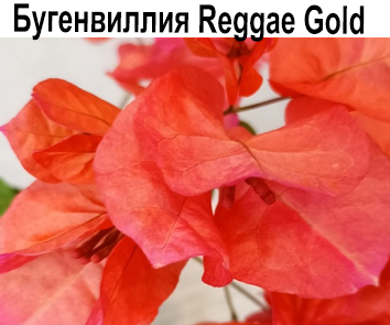 Бугенвиллия Reggae Gold