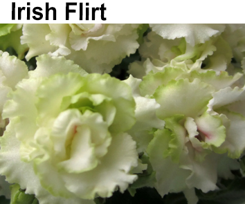 Irish Flirt (Sorano)