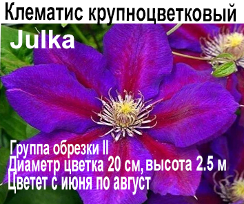 Клематис крупноцветковый Julka